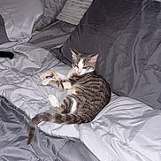 Curtis joined the competition — help win amazing prizes! cat, kitten, bed, pillow, blanket, gray, indoor, pet, fur, striped, resting, cozy, domestic_animal, cute, sleepy, feline, animal, comfort, soft, relaxing