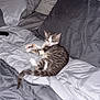 cat, kitten, bed, pillow, blanket, gray, indoor, pet, fur, striped, resting, cozy, domestic_animal, cute, sleepy, feline, animal, comfort, soft, relaxing