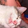 Curtis is registered to the contest to win money with this photo: cat, close_up, sleeping, pink_nose, whiskers, tattoo, human_arm, fur, pet, resting, indoor, cozy, relaxation, animal, cute, face, muzzle, soft, nap