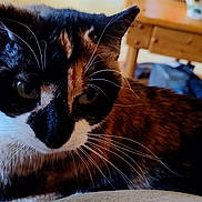 Patches is registered to the contest to win money with this photo: animal, background, calico_cat, cat, close_up, curious, domestic_animal, eyes, face, feline, fur, home, indoor, mammal, pet, relaxing, resting, table, whiskers, wooden_furniture