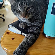 Maximus Aka Maxx is registered to the contest to win money with this photo: animal, cat, closeup, cozy, domestic, furniture, gray, home, indoor, notebook, paw, pet, relaxed, stretching, striped, tabby_cat, table, tumbler, wooden_table, yeti_tumbler