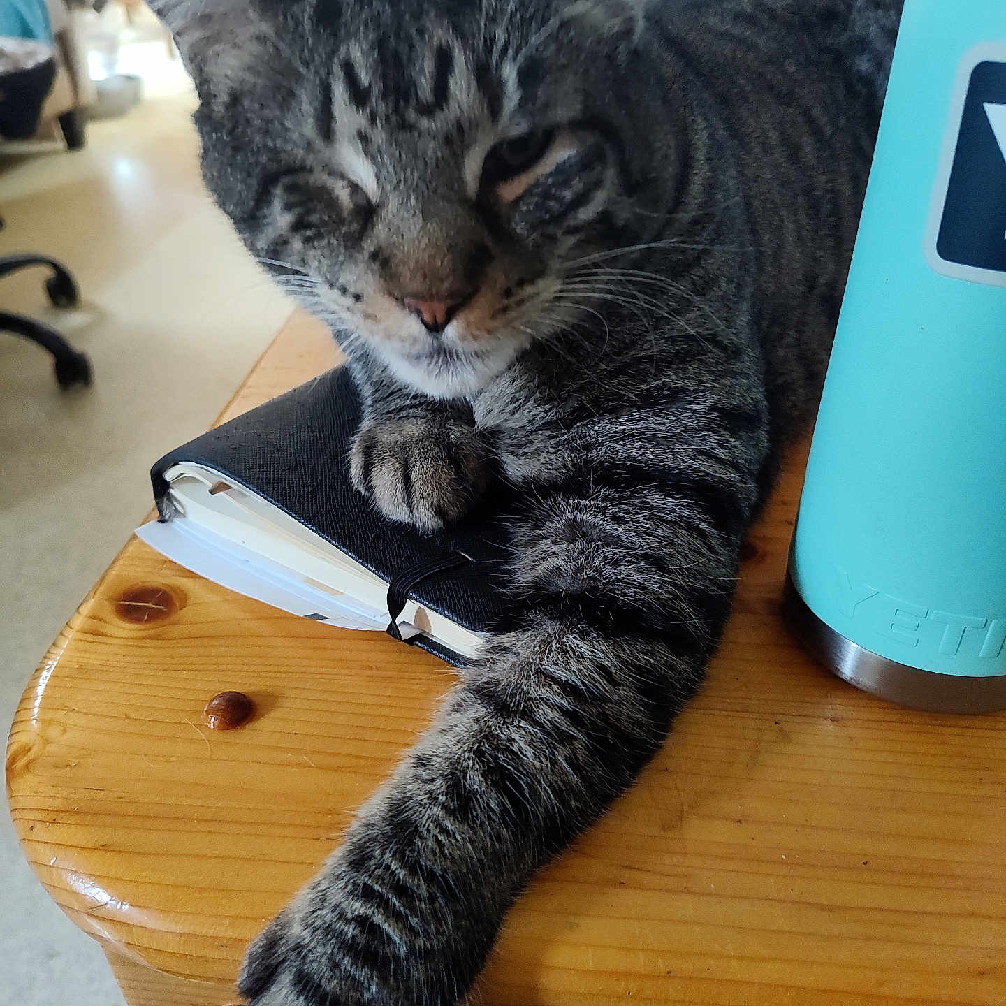 Maximus Aka Maxx