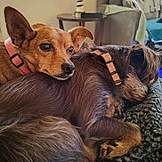 Molly And Coco joined the competition — help win amazing prizes! accessories, animal, armchair, blanket, canine, chair, chihuahua, cockerspaniel, couch, cushion, dog, furniture, homedecor, hound, linen, papillon, pet, puppy, strap, terrier