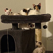 Willow And Babies is registered to the contest to win money with this photo: cat, kitten, cat_tree, pet, animal, feline, indoor, fur, resting, cute, playful, paw, whiskers, ears, young, sleeping, gray, brown, white, multi_level