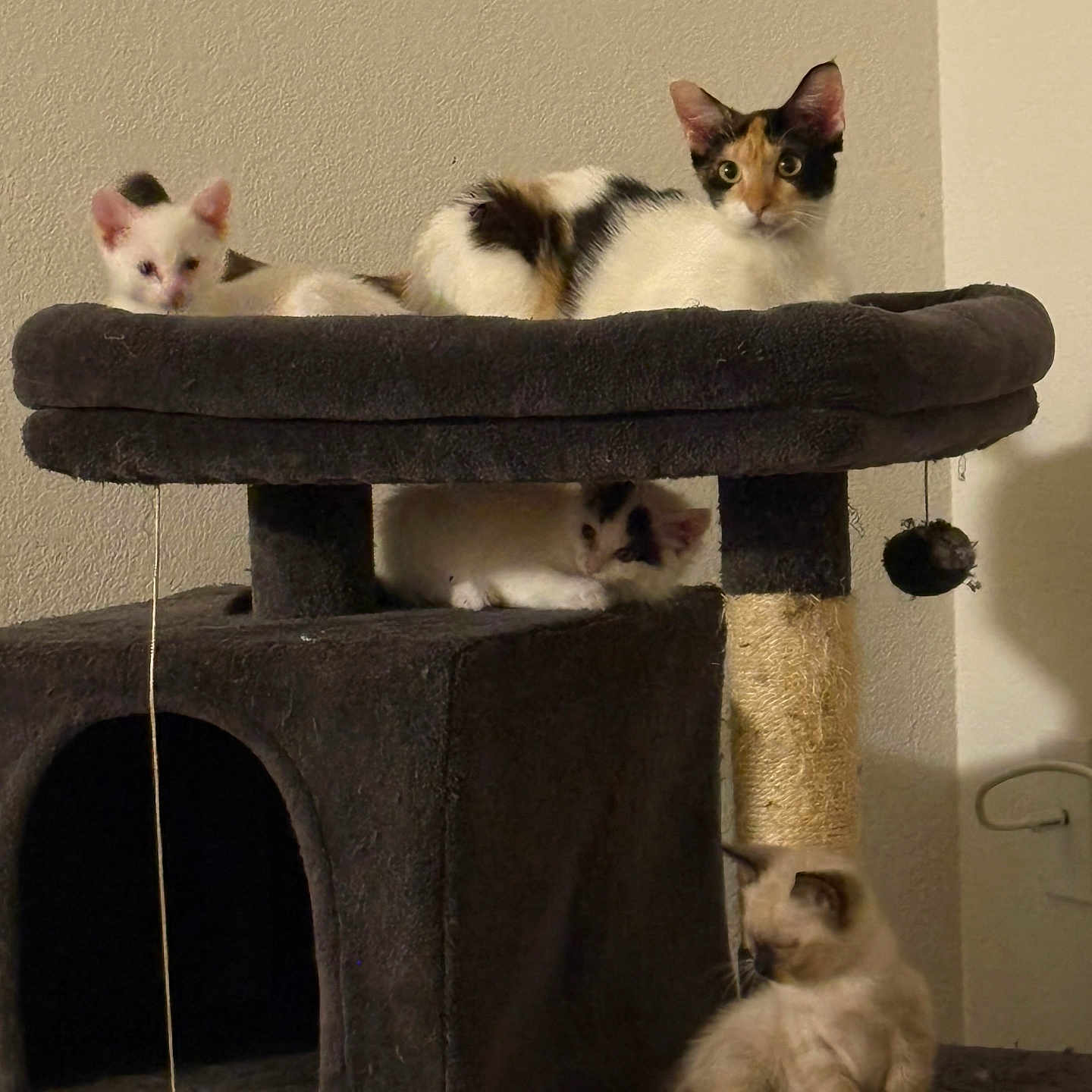 Willow And Babies