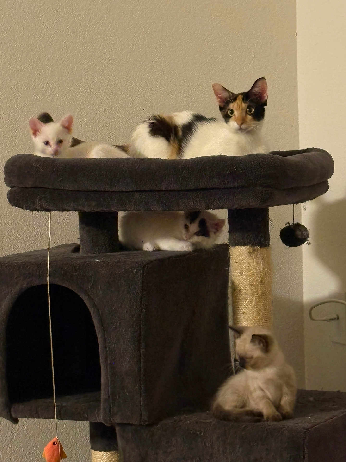 Willow And Babies