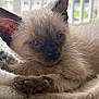 siamese_kitten, cat, kitten, blue_eyes, fur, whiskers, paw, sleepy, cozy, blanket, indoor, window, mesh_screen, close_up, pets, animal, cute, feline, resting, young