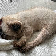 Grey joined the competition — help win amazing prizes! kitten, cat, sleeping, fur, cozy, blanket, window, resting, paw, pet, animal, indoor, cute, young, feline, relaxed, soft, whiskers, side_view, calm