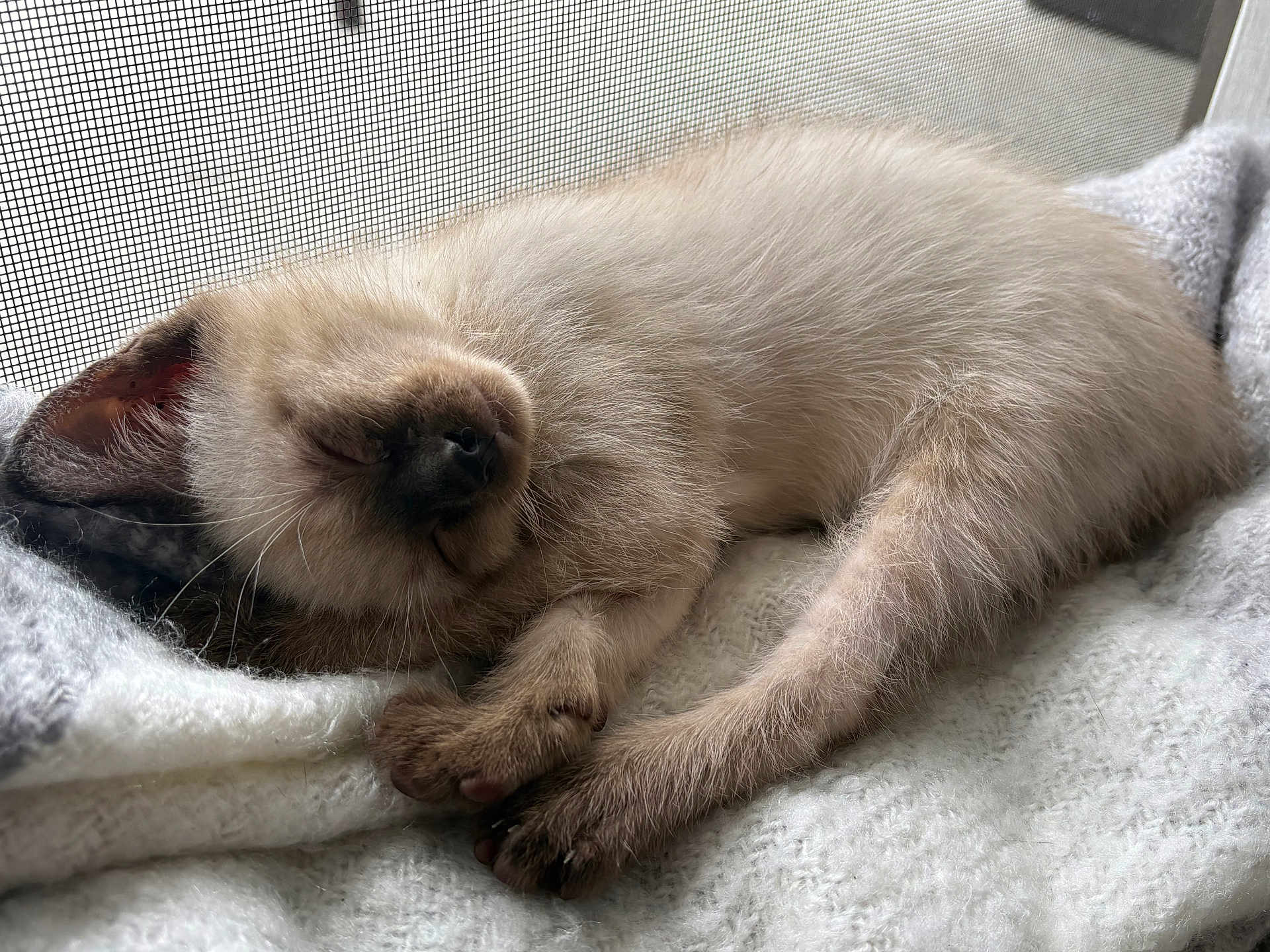 Grey joined the competition — help win amazing prizes! kitten, cat, sleeping, fur, cozy, blanket, window, resting, paw, pet, animal, indoor, cute, young, feline, relaxed, soft, whiskers, side_view, calm
