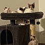 Grey joined the competition — help win amazing prizes! cat, kitten, cat_tree, pet, animal, feline, indoor, fur, resting, cute, playful, paw, whiskers, ears, young, sleeping, gray, brown, white, multi_level