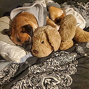 Missy is registered to the contest to win money with this photo: dog, stuffed_animal, bed, blanket, pillow, sleeping, cozy, fur, brown, plush, indoor, resting, cute, pet, fabric, pattern, comfort, animal, soft, relaxation