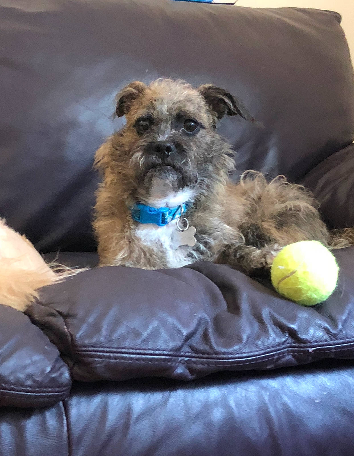 Oakley is registered to the contest to win money with this photo: canidae, carnivore, collar, comfort, companion_dog, couch, dog, dog_breed, dog_collar, dog_supply, fawn, fur, pet_supply, snout, sporting_group, tennis_ball, terrier, toy, toy_dog, working_animal