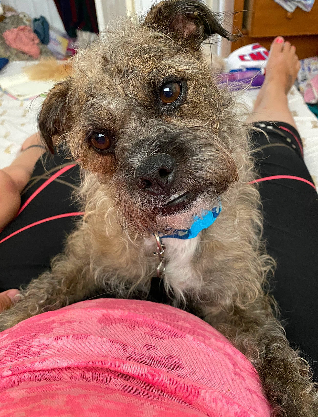 Oakley is registered to the contest to win money with this photo: canidae, carnivore, collar, companion_dog, dog, dog_breed, dog_collar, dog_supply, fawn, fur, liver, pet_supply, small_terrier, snout, sporting_group, terrier, toy_dog, water_dog, working_animal, working_terrier