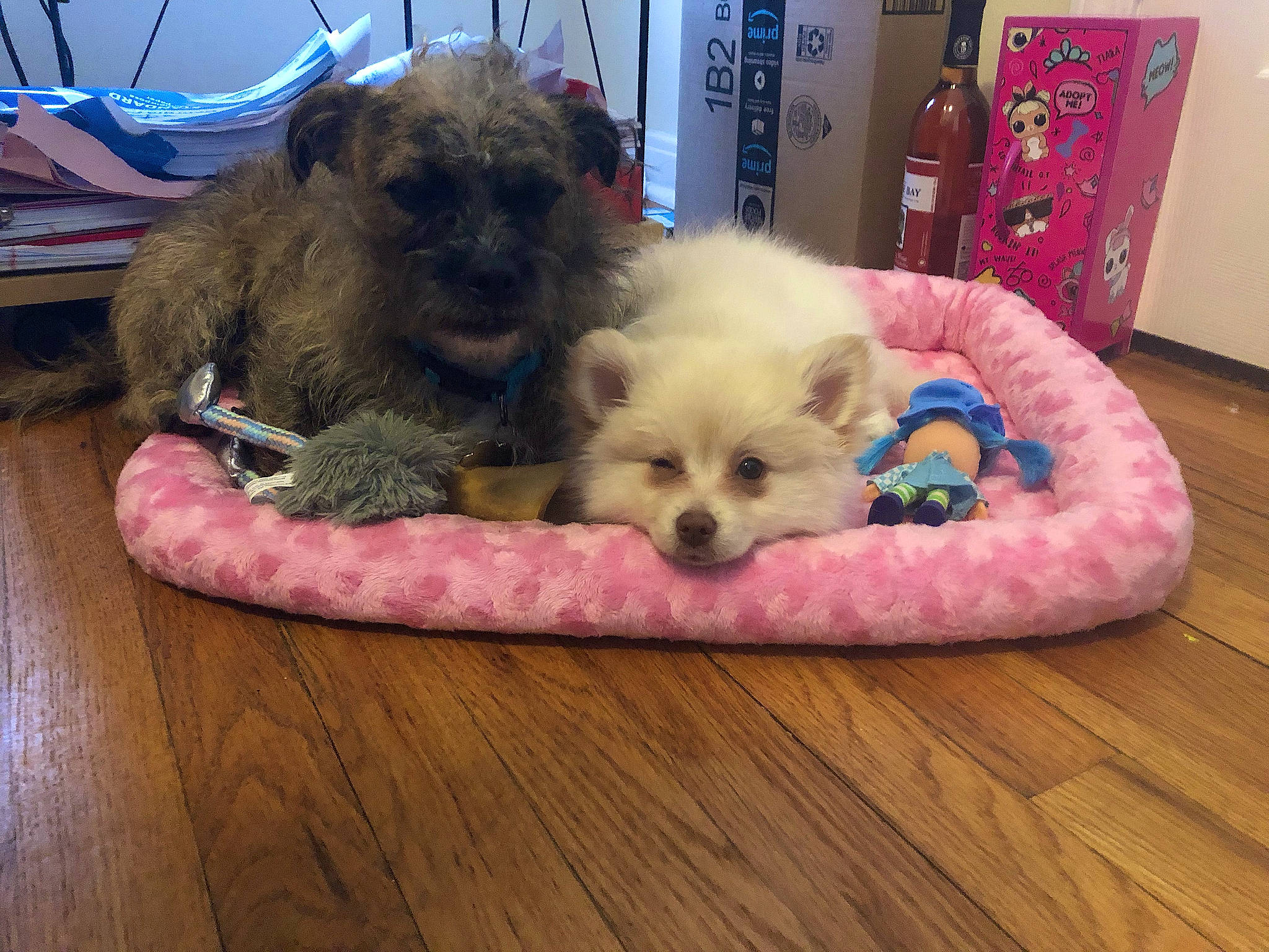 Oakley joined the competition — help win amazing prizes! canidae, carnivore, comfort, companion_dog, couch, dog, dog_bed, dog_breed, dog_supply, fawn, flooring, fur, hardwood, maltepoo, pet_supply, small_terrier, sporting_group, toy_dog, wood, working_animal