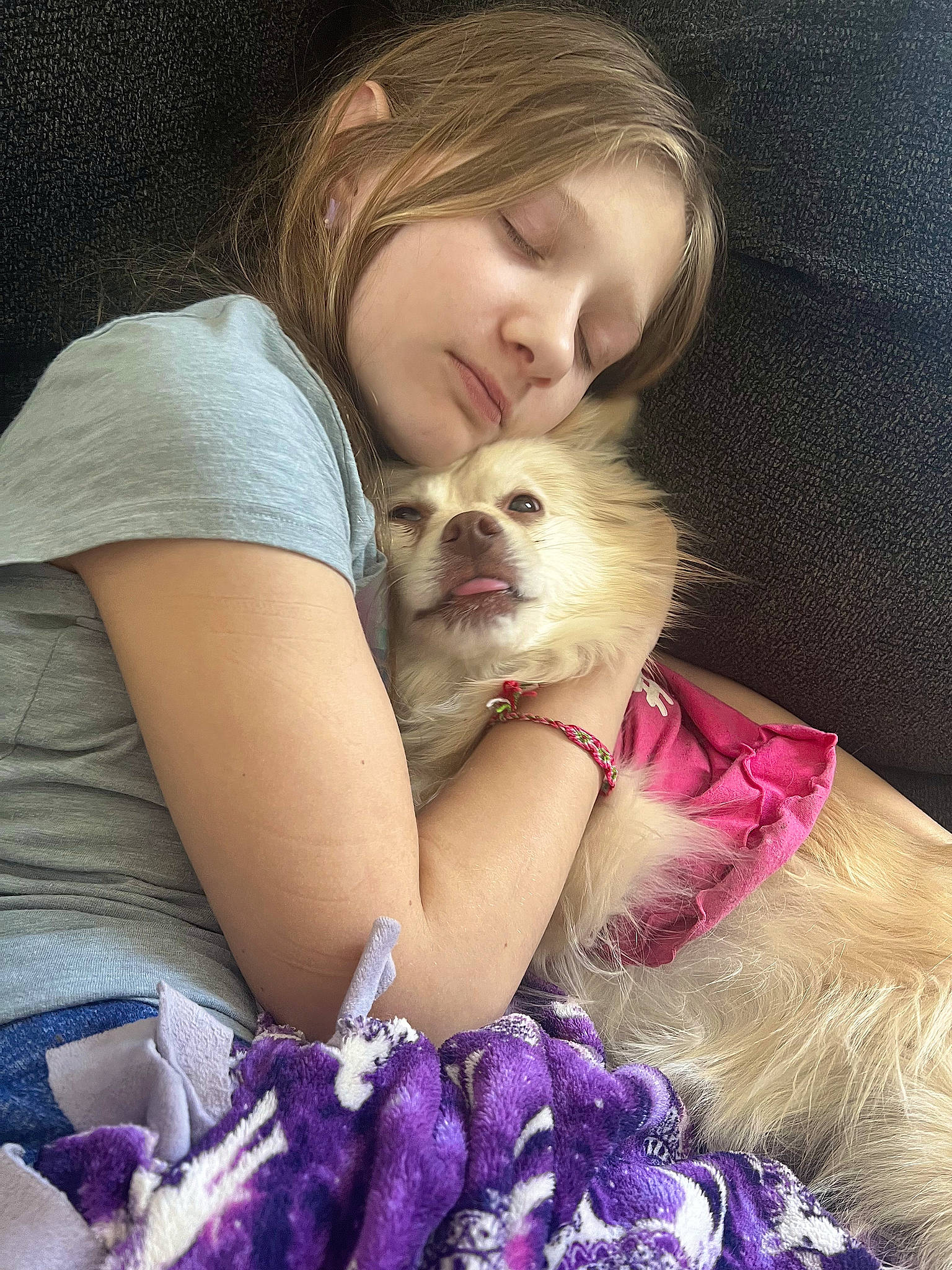 Bella joined the competition — help win amazing prizes! canidae, carnivore, child, comfort, companion_dog, couch, dog, dog_breed, dog_supply, fawn, fur, happy, linens, magenta, nap, puppy_love, sitting, sporting_group, textile, toy_dog