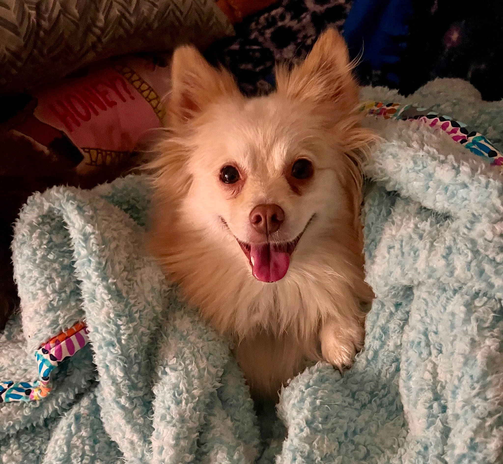 Bella is registered to the contest to win money with this photo: canidae, carnivore, companion_dog, dog, dog_breed, dog_supply, ear, event, eye, fawn, fur, head, human_body, iris, liver, plant, snout, sporting_group, toy_dog, whiskers