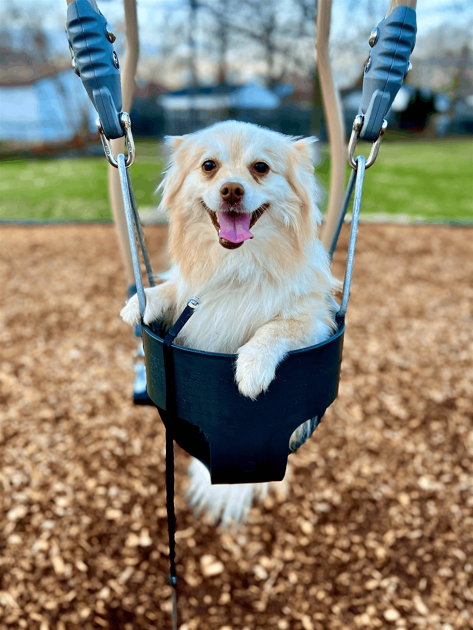 Bella joined the competition — help win amazing prizes! carnivore, collar, companion_dog, dog, dog_breed, dog_collar, dog_supply, electric_blue, fawn, grass, leash, mammal, pet_supply, plaid, plant, smile, snout, toy_dog, tree, white