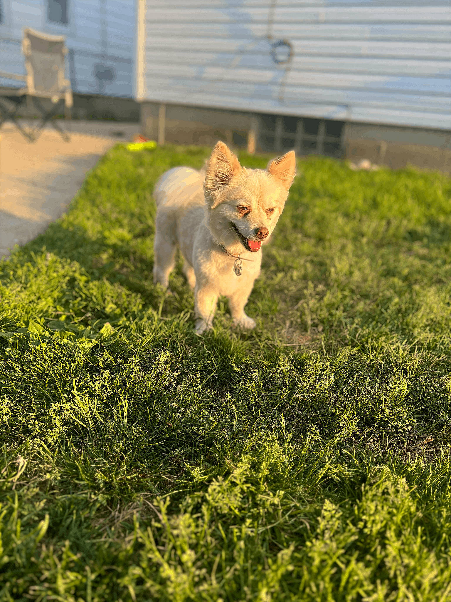 Bella is registered to the contest to win money with this photo: canidae, carnivore, companion_dog, dog_breed, domestic_short_haired_cat, fawn, felidae, grass, grass_family, grassland, groundcover, pasture, plant, shadow, small_to_medium_sized_cats, snout, sporting_group, tail, terrestrial_animal, whiskers