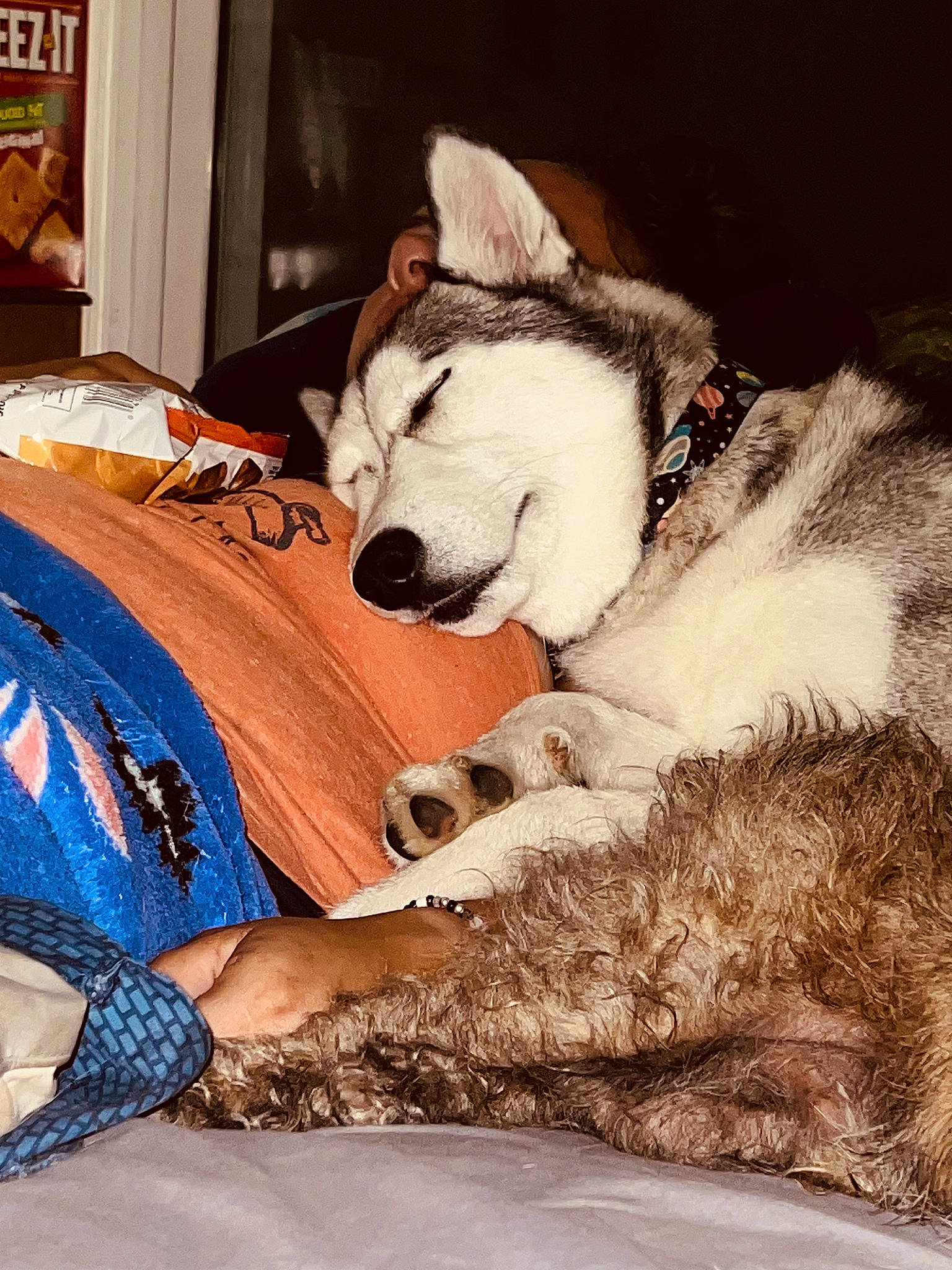 Star joined the competition — help win amazing prizes! canidae, canis, carnivore, comfort, companion_dog, dog, dog_breed, fawn, fur, linens, nap, siberian_husky, sitting, sled_dog, small_to_medium_sized_cats, snout, sporting_group, whiskers, wolf, working_animal