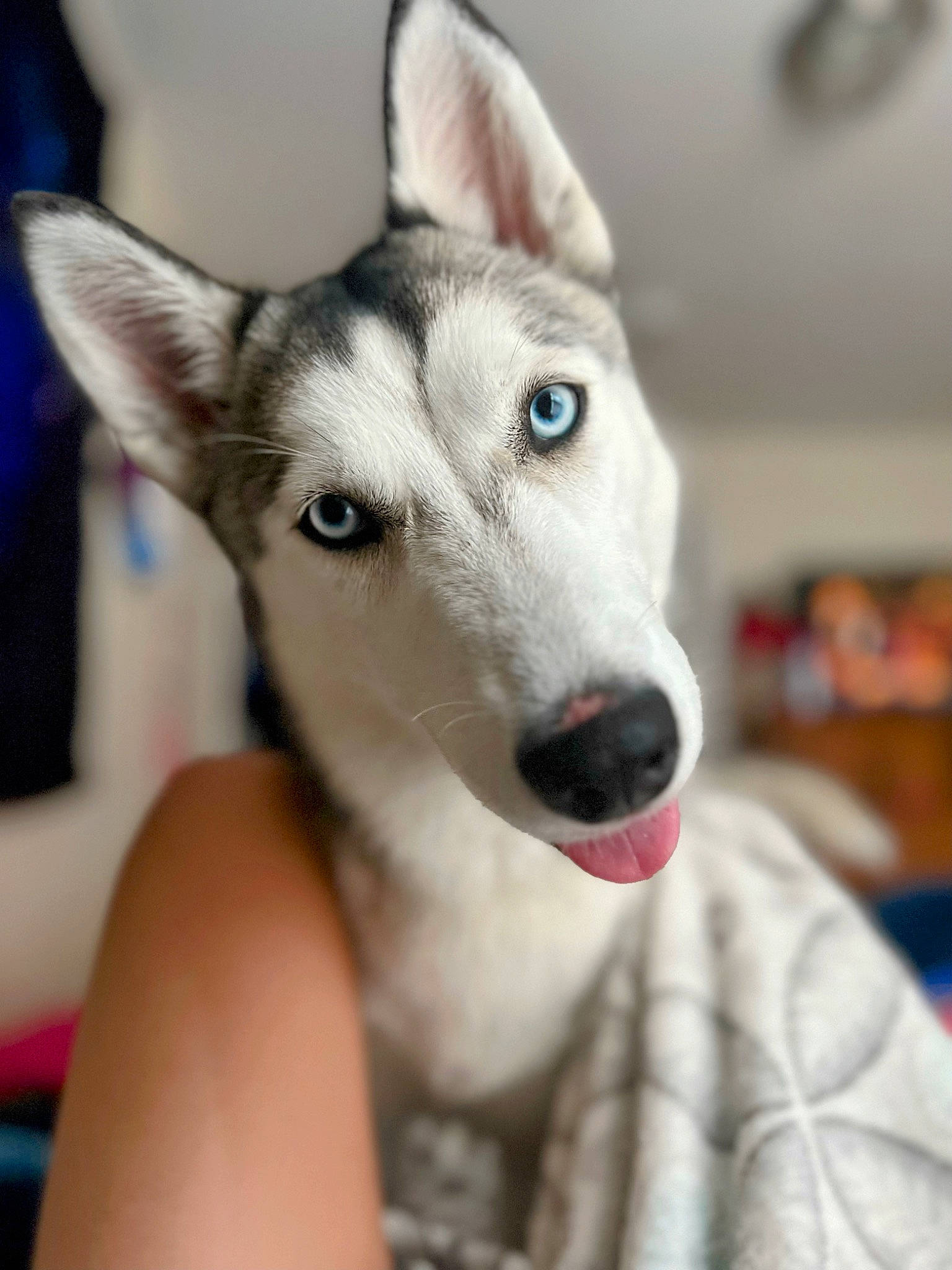 Star is registered to the contest to win money with this photo: ancient_dog_breeds, canidae, canis, carnivore, comfort, companion_dog, dog, dog_breed, fawn, fur, non_sporting_group, sled_dog, snout, sporting_group, terrestrial_animal, whiskers, working_animal, working_dog