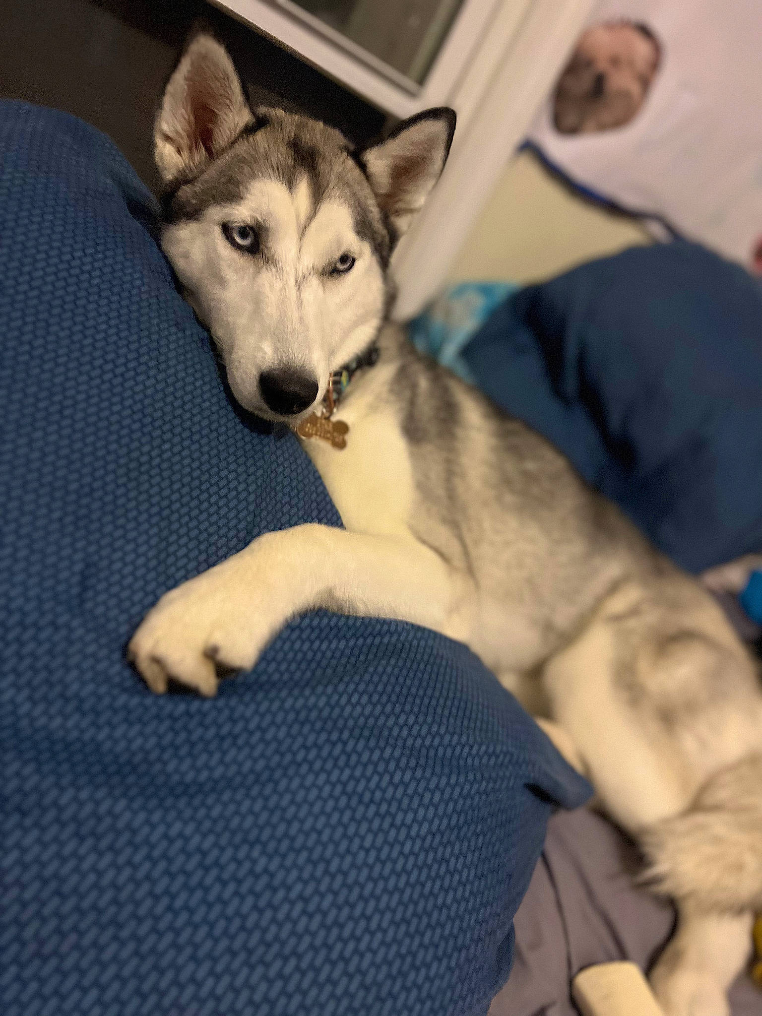 Star is registered to the contest to win money with this photo: ancient_dog_breeds, canidae, canis, carnivore, comfort, companion_dog, dog, dog_breed, fur, non_sporting_group, siberian_husky, sled_dog, snout, sporting_group, terrestrial_animal, whiskers, wildlife, wolf, working_animal, working_dog