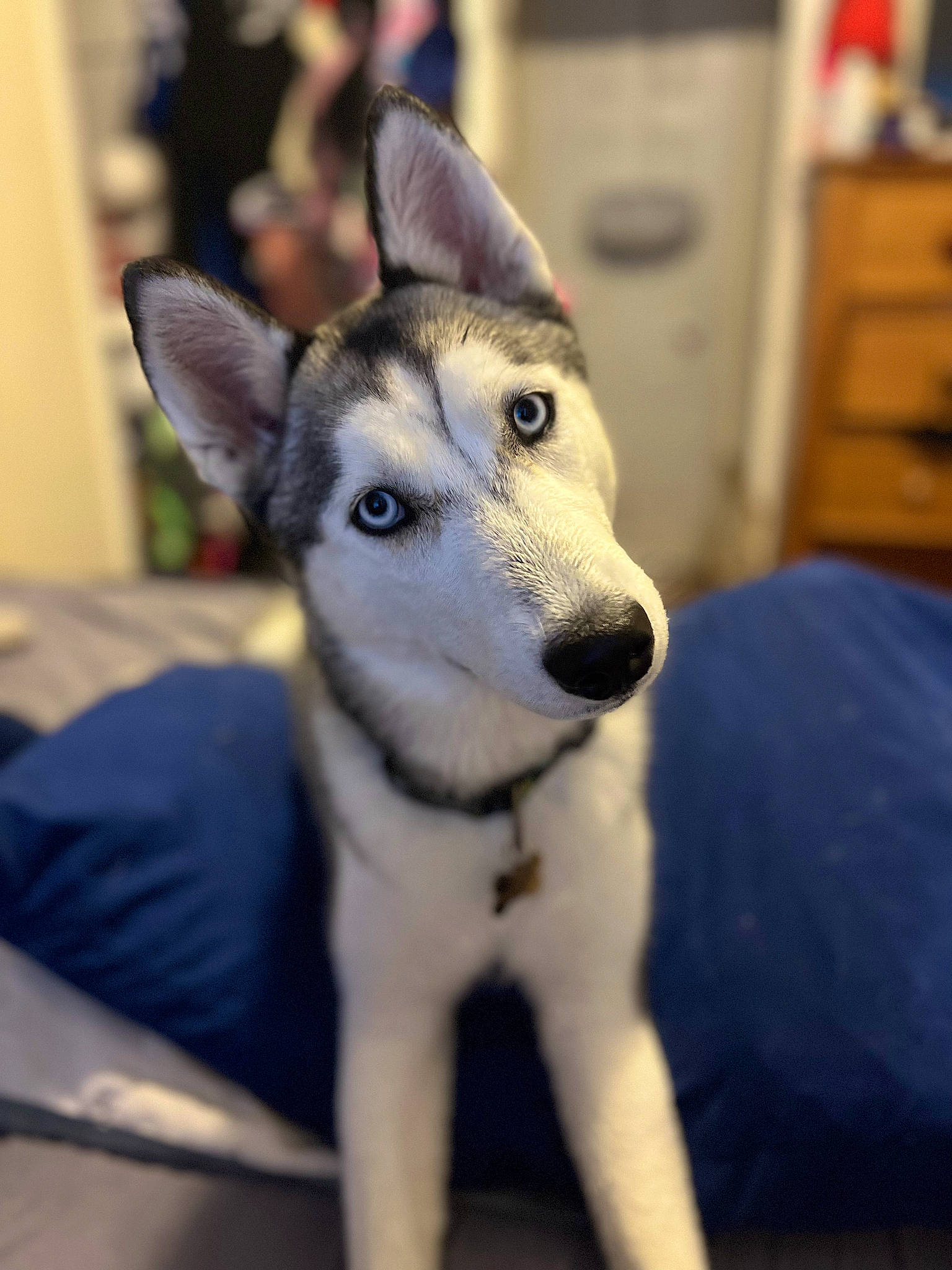 Star is registered to the contest to win money with this photo: cabinetry, canidae, canis, carnivore, chest, chest_of_drawers, companion_dog, cupboard, dog, dog_breed, drawer, dresser, fur, sled_dog, snout, sporting_group, terrestrial_animal, whiskers, working_animal, working_dog