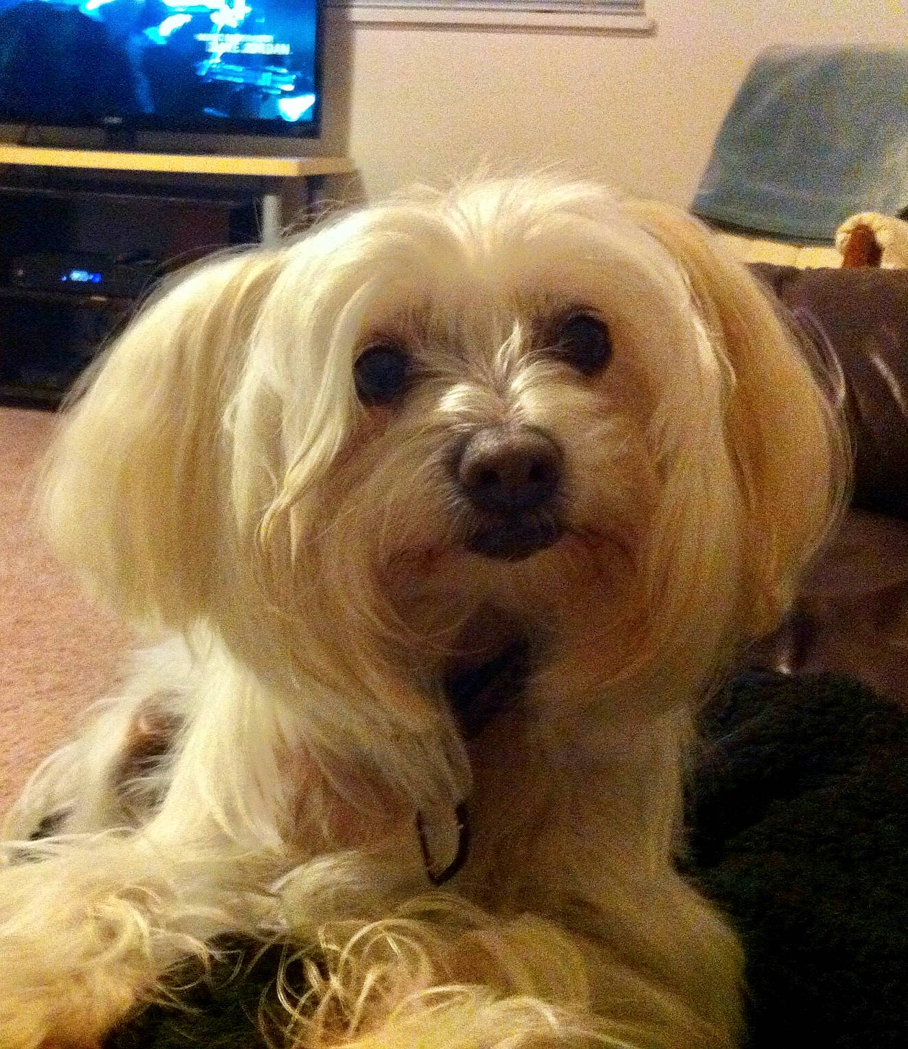 Bella Rose is registered to the contest to win money with this photo: analog_television, blond, cable_television, canidae, carnivore, chair, companion_dog, display_device, dog, dog_breed, entertainment_center, fur, home_appliance, lcd_tv, led_backlit_lcd_display, non_sporting_group, snout, sporting_group, television, toy_dog