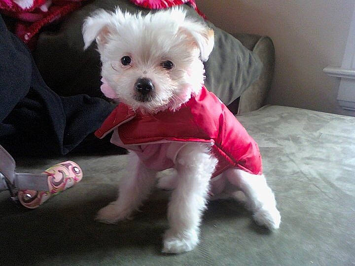 Bella Rose is registered to the contest to win money with this photo: bichon, canidae, carnivore, companion_dog, couch, dog, dog_breed, dog_clothes, dog_supply, fawn, flooring, fur, maltepoo, poodle_crossbreed, small_terrier, snout, sporting_group, terrier, toy_dog, working_animal