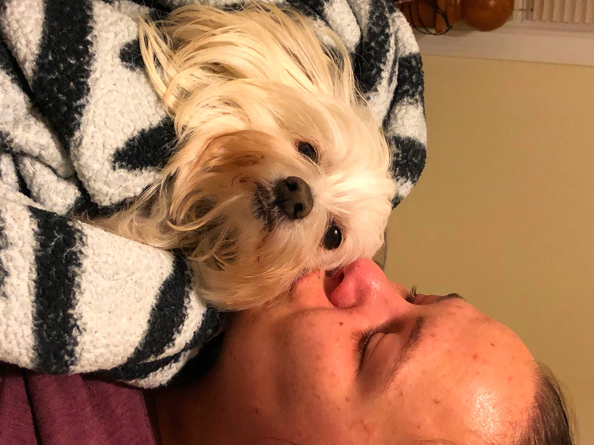 Bella Rose is registered to the contest to win money with this photo: canidae, carnivore, companion_dog, dog, dog_breed, dog_clothes, dog_supply, ear, eyelash, fawn, fur, nose, puppy_love, small_terrier, snout, sporting_group, sunglasses, terrier, toy_dog, working_animal