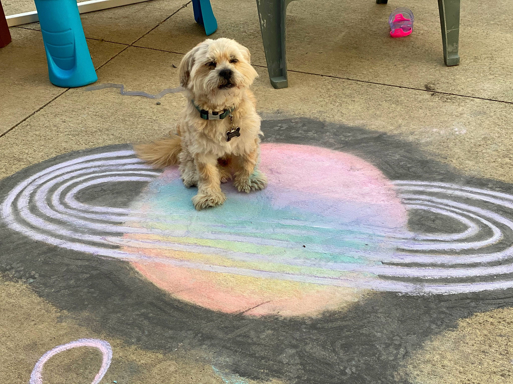 Gizmo joined the competition — help win amazing prizes! asphalt, carnivore, circle, companion_dog, concrete, dog, dog_breed, dog_supply, driveway, flooring, fur, non_sporting_group, poodle_crossbreed, road_surface, sidewalk, small_terrier, tar, terrier, toy_dog, working_animal