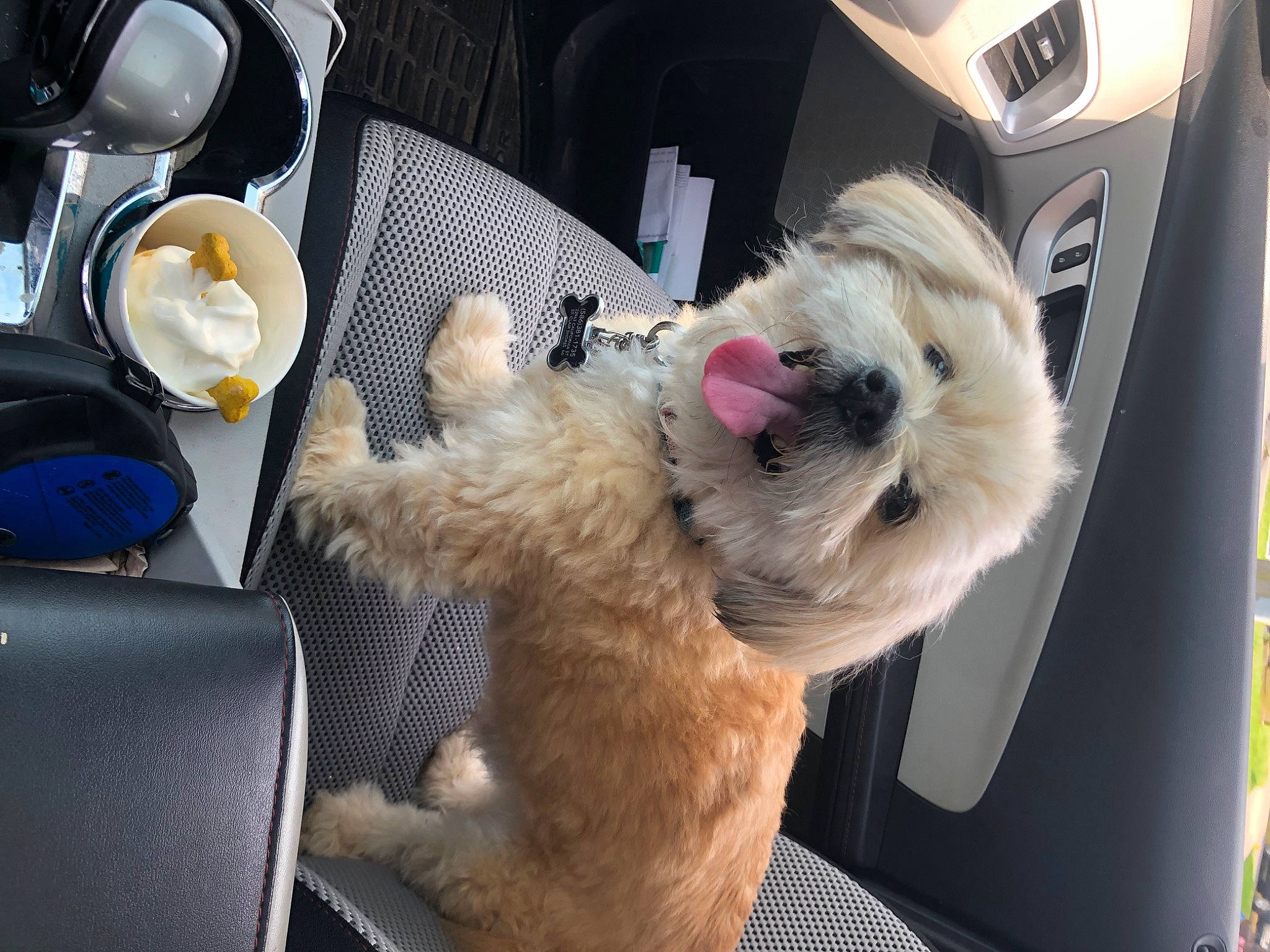 Gizmo is registered to the contest to win money with this photo: auto_part, bag, car_seat, carnivore, collar, companion_dog, dog_breed, family_car, fawn, fur, luxury_vehicle, motor_vehicle, paw, radio, small_terrier, stuffed_toy, tableware, toy, toy_dog, vehicle
