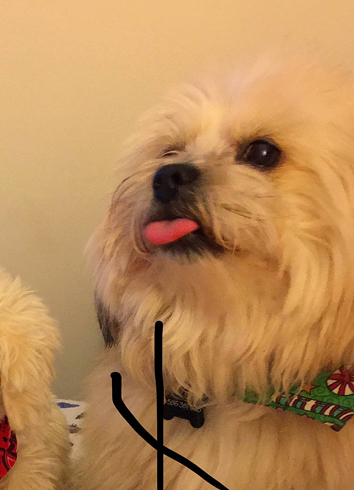 Gizmo is registered to the contest to win money with this photo: canidae, carnivore, companion_dog, dog, dog_breed, dog_supply, fur, mal_shi, maltepoo, natural_material, non_sporting_group, shih_poo, shih_tzu, small_terrier, snout, sporting_group, toy_dog, working_animal