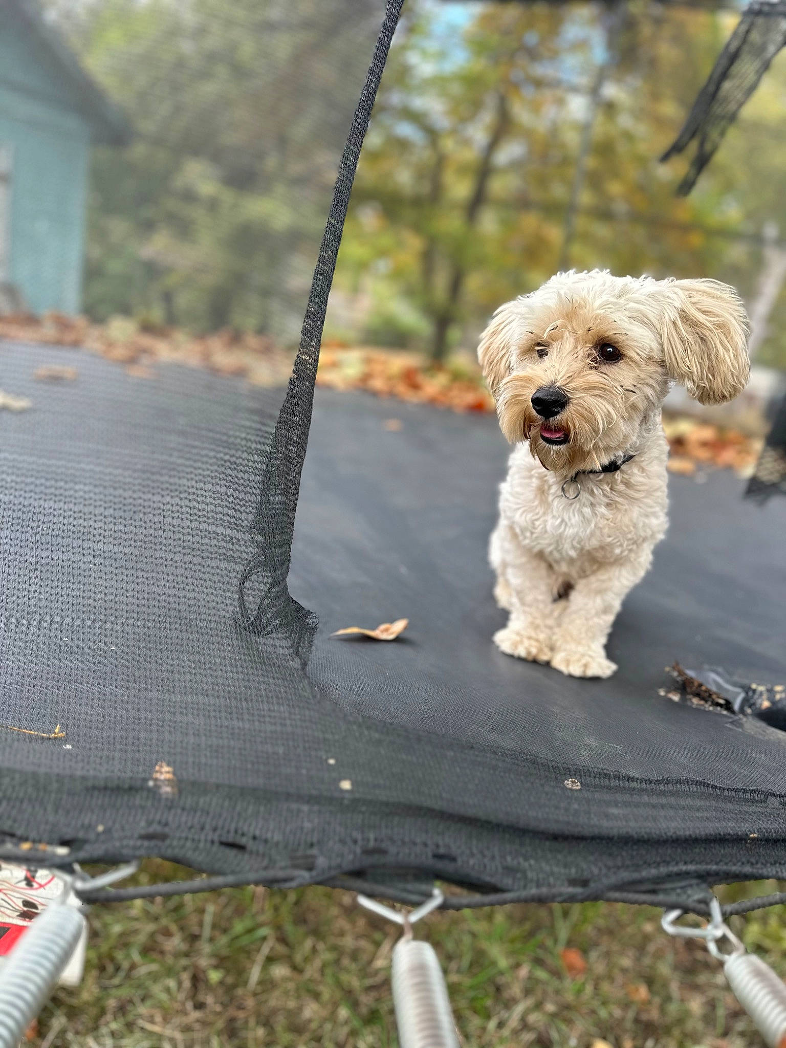 Chase joined the competition — help win amazing prizes! canidae, carnivore, collar, companion_dog, dog, dog_breed, dog_collar, fashion_accessory, fawn, grass, leash, pet_supply, plant, poodle, road_surface, sporting_group, terrier, toy_dog, tree, working_animal