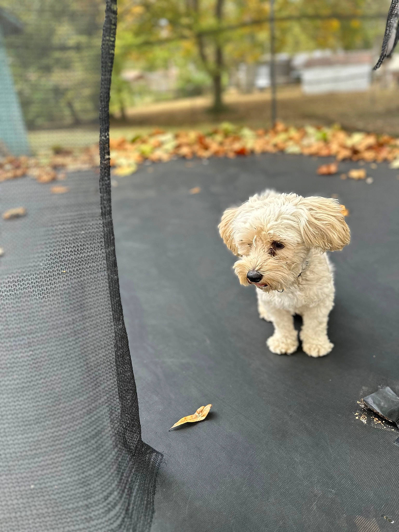 Chase is registered to the contest to win money with this photo: asphalt, canidae, carnivore, companion_dog, dog, dog_breed, fawn, grass, leash, poodle, road, road_surface, sidewalk, snout, sporting_group, tail, toy, toy_dog, tree, wood
