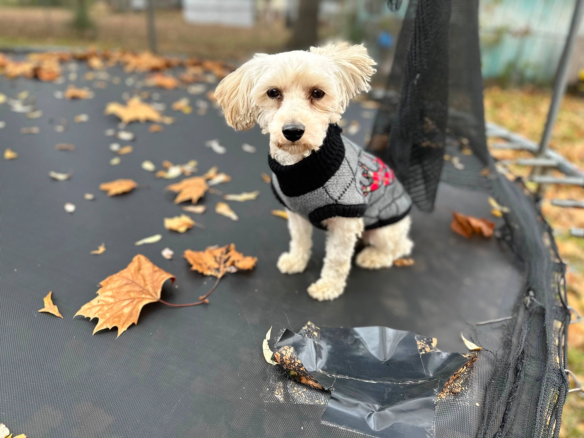 Chase joined the competition — help win amazing prizes! asphalt, automotive_lighting, carnivore, companion_dog, dog, dog_breed, dog_clothes, dog_collar, dog_supply, fashion_accessory, fawn, grass, leash, road_surface, small_terrier, snout, sporting_group, terrier, toy, toy_dog