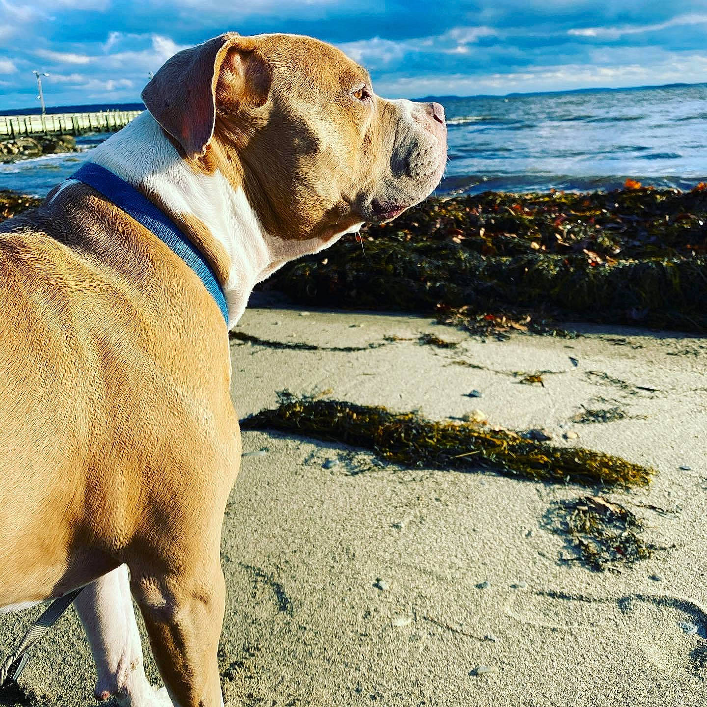 Bb is registered to the contest to win money with this photo: beach, canidae, carnivore, coast, coastal_and_oceanic_landforms, collar, companion_dog, dog, dog_breed, dog_collar, fawn, old_english_bulldog, pet_supply, sand, shore, snout, sporting_group, wind_wave, working_animal, working_dog