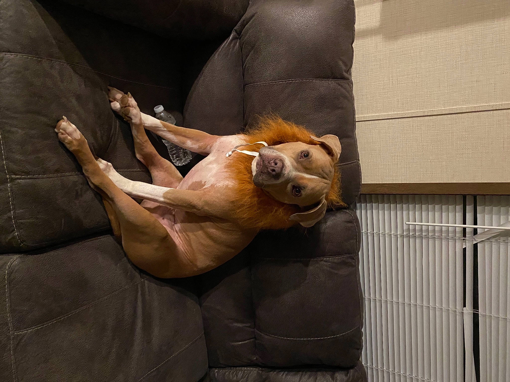 Bb joined the competition — help win amazing prizes! animal_shelter, cage, claw, comfort, fawn, fur, leather, liver, mesh, paw, pet_supply, snout, terrestrial_animal, zoo