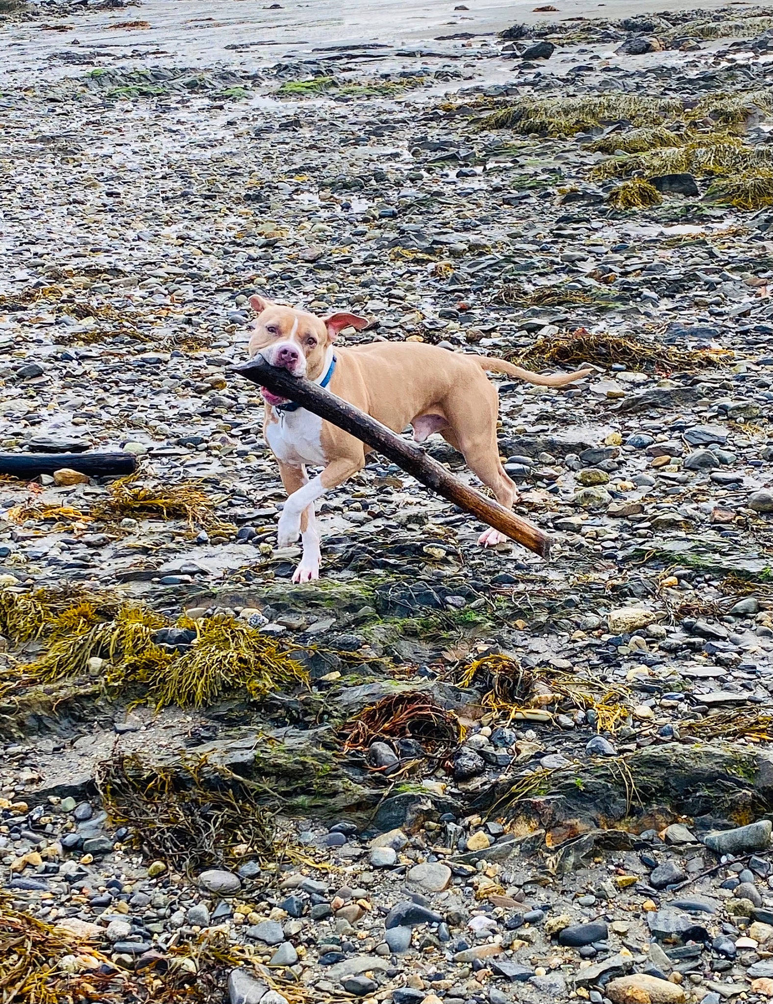 Bb is registered to the contest to win money with this photo: canidae, carnivore, collar, companion_dog, dog, dog_breed, dog_supply, fawn, hunting_dog, leash, mammal, non_sporting_group, snout, sporting_group, tail, terrestrial_animal, working_animal, working_dog