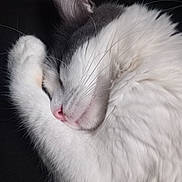 Oréo a rejoint le concours — aidez-le/la à gagner de superbes lots ! cat, sleeping_cat, fur, whiskers, paw, pink_nose, close_up, portrait, pet, indoor, curled_up, nap, feline, white_fur, grey_fur, cozy, soft_texture, ear, black_background, relaxed