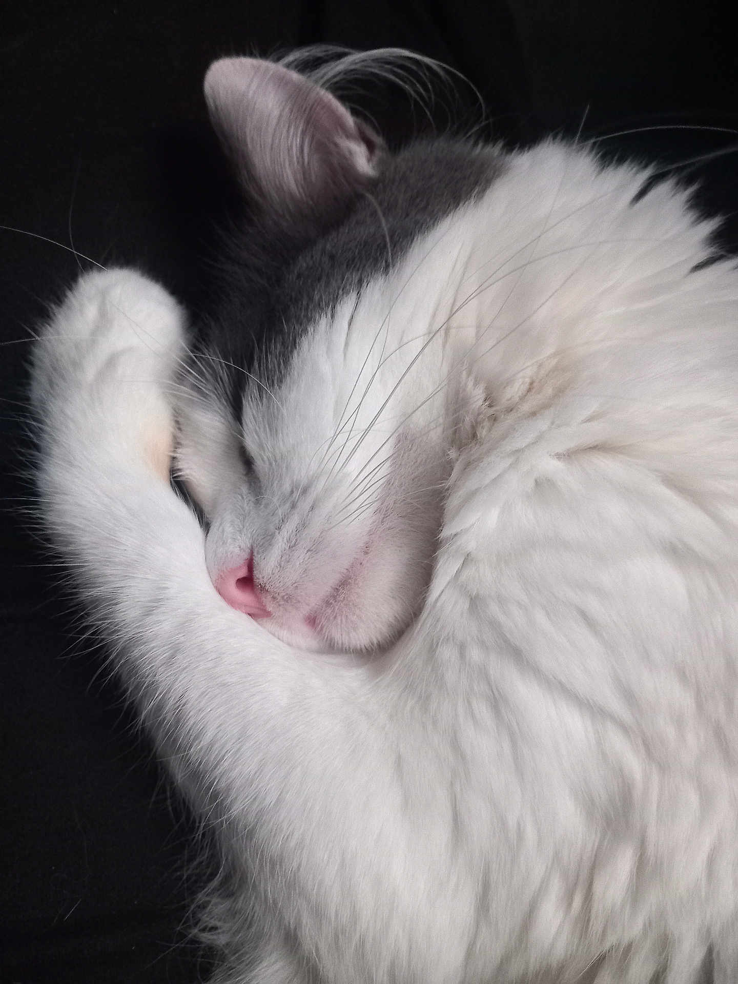 Oréo a rejoint le concours — aidez-le/la à gagner de superbes lots ! cat, sleeping_cat, fur, whiskers, paw, pink_nose, close_up, portrait, pet, indoor, curled_up, nap, feline, white_fur, grey_fur, cozy, soft_texture, ear, black_background, relaxed