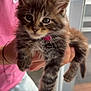 kitten, cat, fluffy, cute, pet, young, indoor, person, hand, pink_shirt, jeans, window, light, curious_eyes, furry, domestic_animal, animal, whiskers, collar, holding