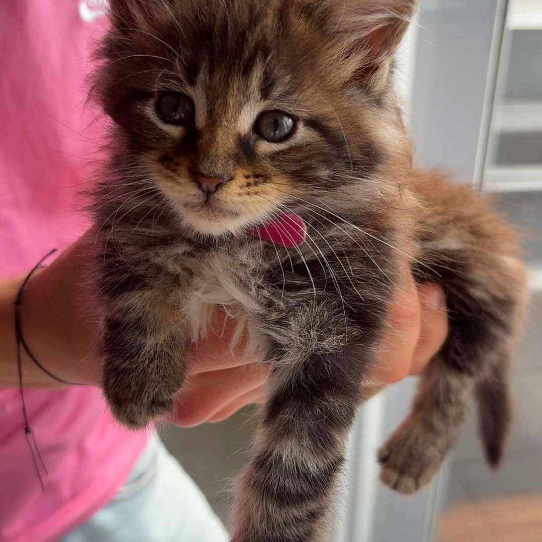 Nala a rejoint le concours — aidez-le/la à gagner de superbes lots ! animal, cat, collar, curious_eyes, cute, domestic_animal, fluffy, furry, hand, holding, indoor, jeans, kitten, light, person, pet, pink_shirt, whiskers, window, young