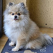 Cookie participe au concours pour gagner de l'argent avec cette photo : dog, small_dog, fluffy, long_hair, white_fur, gray_fur, sitting, tongue_out, pointed_ears, dark_eyes, black_nose, pet, animal, portrait, indoors, doorway, wall, wooden_floor, doormat, cute