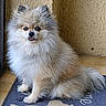 dog, small_dog, fluffy, long_hair, white_fur, gray_fur, sitting, tongue_out, pointed_ears, dark_eyes, black_nose, pet, animal, portrait, indoors, doorway, wall, wooden_floor, doormat, cute