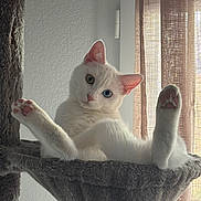 Pixie participe au concours pour gagner de l'argent avec cette photo : cat, white_cat, heterochromia, cat_tree, hammock, relaxed, curious, indoor, pet, feline, pink_paw_pads, ears, whiskers, cozy, natural_light, curtains, window, home, playful, resting