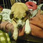Willow is registered to the contest to win money with this photo: animal, baby, ball, blanket, canine, couch, cushion, dog, face, furniture, homedecor, hound, indoors, person, pet, puppy, sleeping, sport, tennis, tennisball