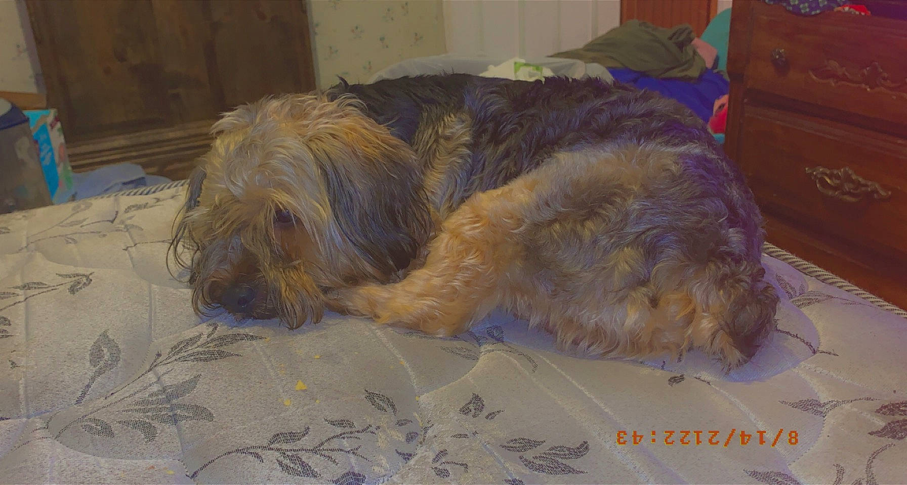 Bandit joined the competition — help win amazing prizes! bearded_collie, cabinetry, canidae, carnivore, chest, chest_of_drawers, companion_dog, cupboard, dog, dog_breed, drawer, flooring, fur, hardwood, small_terrier, snout, sporting_group, tail, terrier, wood