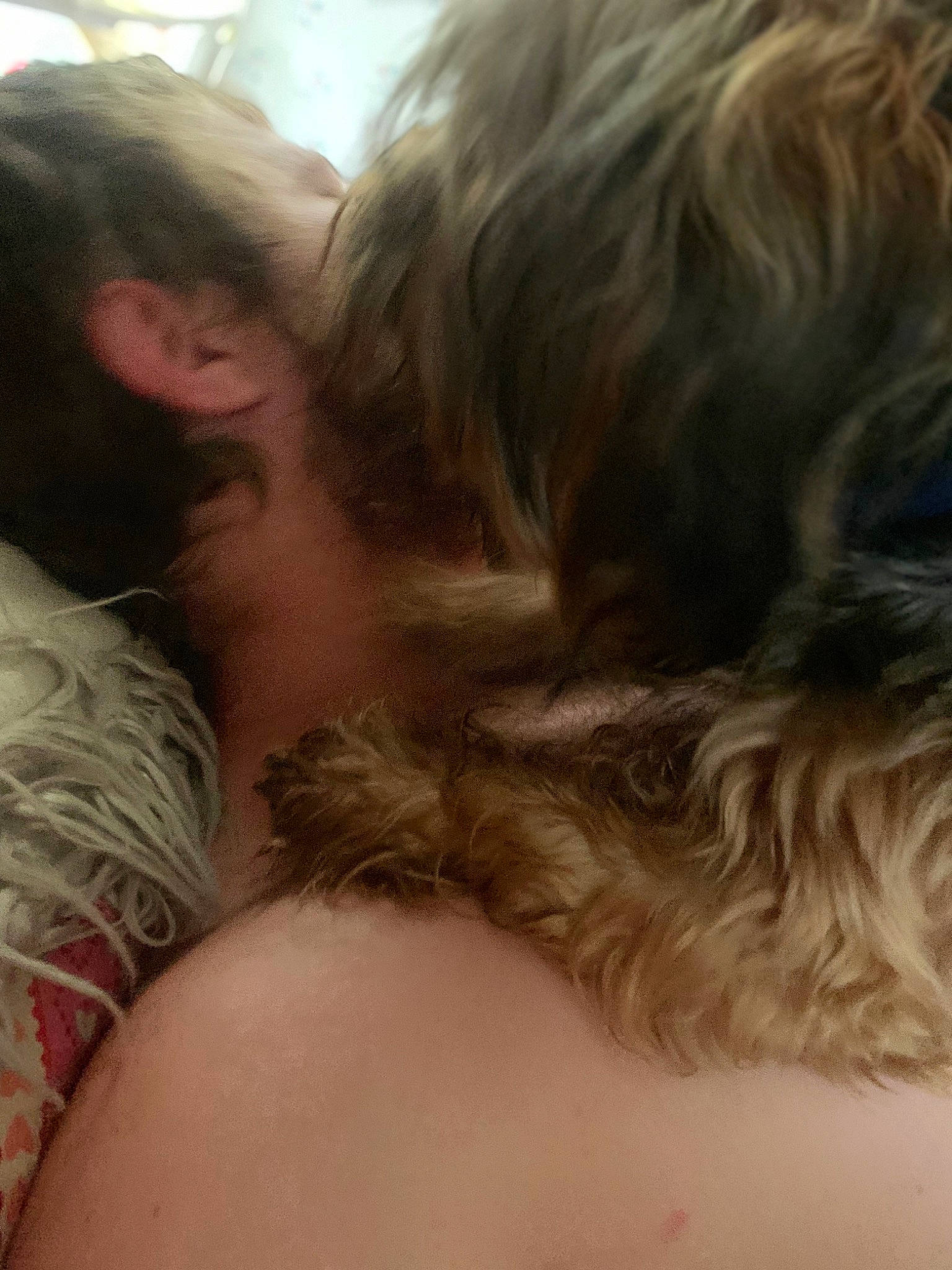 Bandit joined the competition — help win amazing prizes! beauty, black_hair, carnivore, chest, comfort, companion_dog, ear, eye, eyebrow, eyelash, fawn, interaction, iris, layered_hair, liver, long_hair, mammal, mouth, neck, nose