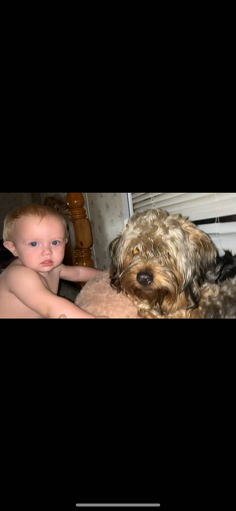 Bandit joined the competition — help win amazing prizes! canidae, carnivore, catalan_sheepdog, companion_dog, dog, dog_breed, flash_photography, fur, labradoodle, liver, maltepoo, poodle_crossbreed, small_terrier, snout, sporting_group, terrier, toddler, toy_dog, water_dog, yorkipoo