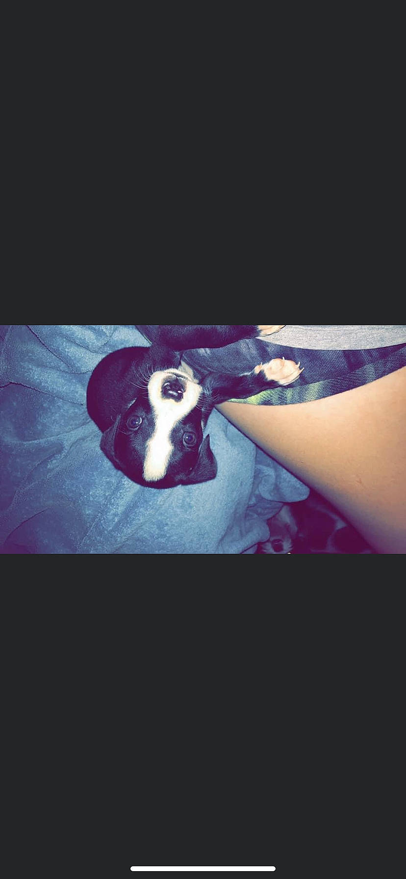 Dixie joined the competition — help win amazing prizes! carnivore, darkness, electric_blue, felidae, flash_photography, flesh, font, fur, human_leg, love, magenta, petal, purple, rock, sitting, square, still_life_photography, tints_and_shades, violet, visual_arts